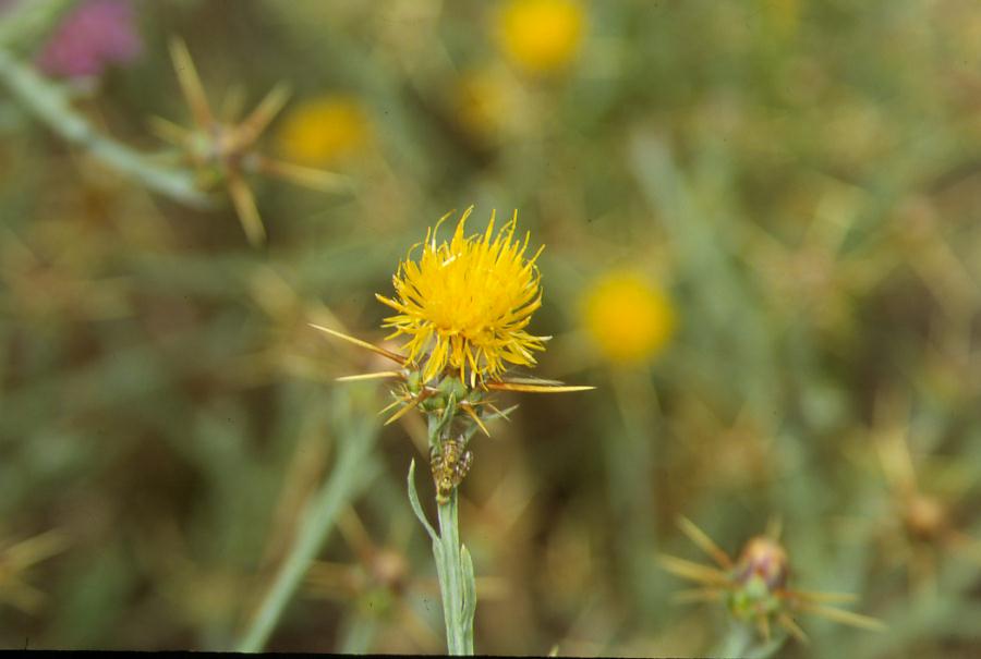 Cirsium arvense & Centaurea gialla